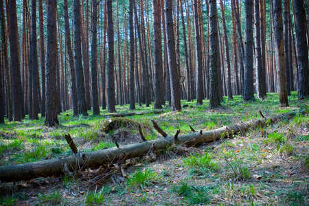 Spring pine forest near the meadow on a sunny day