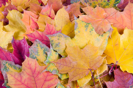 Multi-colored autumn maple leaves on a light background