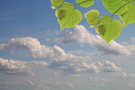 Green leaves on a background cloudy sky. Summer landscape.の写真素材