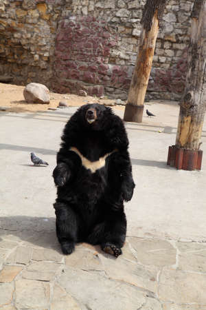 Asiatic black bear in captivityの写真素材