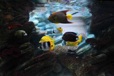 Coral reef and colorful fishの写真素材