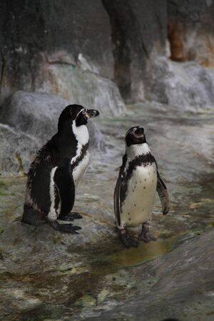 Humboldt penguins(Spheniscus humboldti)の写真素材