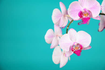 Pink orchid on a green background close-upの写真素材