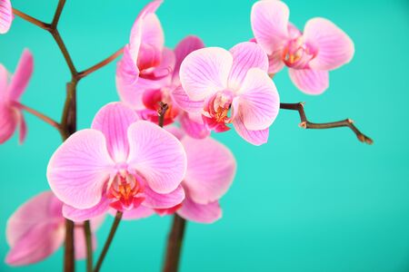 Pink orchid on a green background close-upの写真素材
