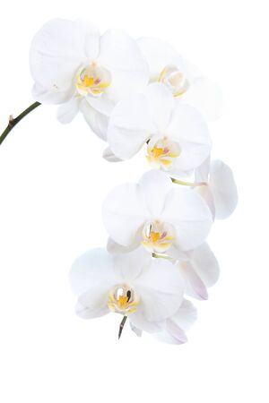 White orchid isolated on a white background の写真素材
