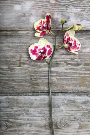 Pink orchid(Phalaenopsis) on a wooden background close-upの写真素材