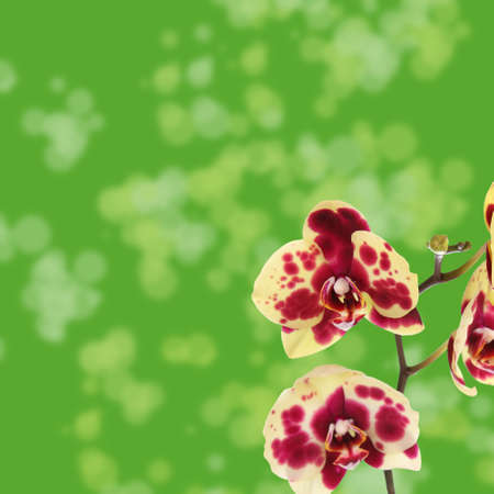 Beautiful yellow with red spots orchid on a green background の写真素材