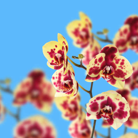 Beautiful yellow with red spots orchid on a blue background closeupの写真素材