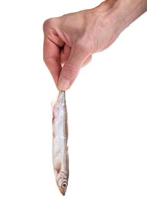 Crude capelin in hand isolated on the white background の写真素材
