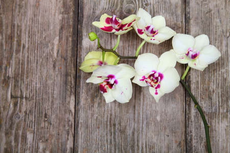 Orchid(Phalaenopsis ) on a wooden background close-upの写真素材