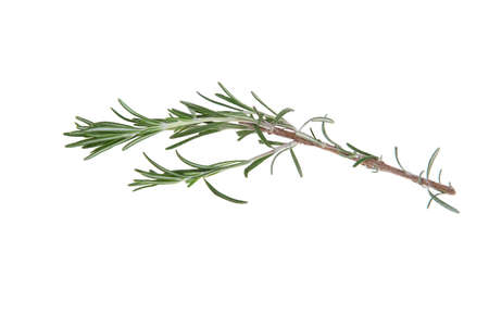 Rosemary isolated on white backgroundの写真素材