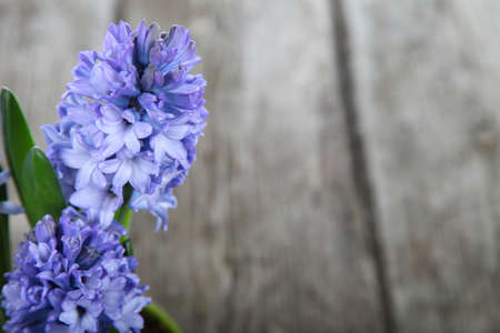 Blue hyacinths on a wooden backgroundの写真素材