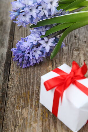 Blue hyacinth  and greeting card on a wooden backgroundの写真素材