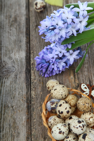 Easter composition with quail eggs and hyacinth on wooden backgroundの写真素材