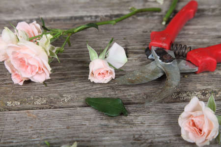 Bouquet of pink roses and secateurs on a wooden backgroundの写真素材
