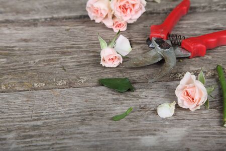 Bouquet of pink roses and secateurs on a wooden backgroundの写真素材