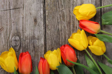 Orange and yellow tulips on a wooden backgroundの写真素材