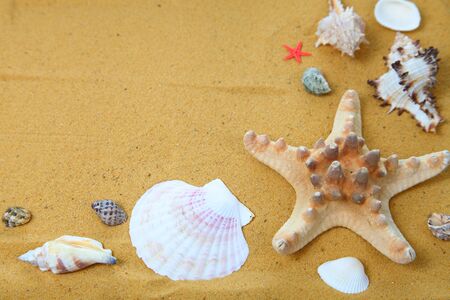 Seashells and starfish on sand close up .