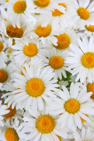 Beautiful chamomiles close-up , floral backgroundの写真素材