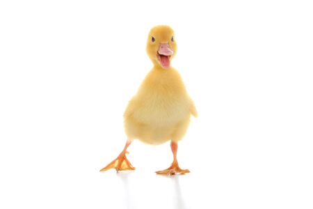 Yellow duckling isolated on a white background