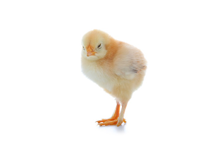 Yellow chicken isolated on a white backgroundの写真素材