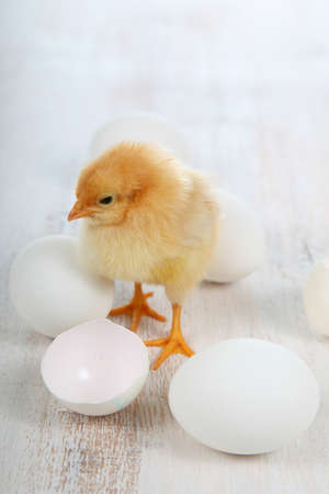 Yellow chicken and eggs on a  light wooden background