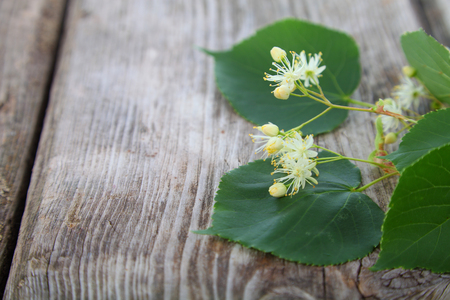 Linden blossoms on an old wooden tableの写真素材