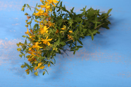 Tutsan on a blue wooden table. Medicinal herbs.の写真素材