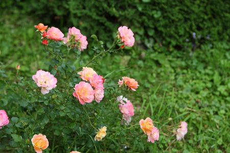 Roses in the gardenの写真素材