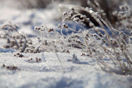 Winter landscape with snow-covered grass