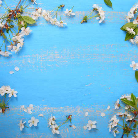 Frame of the cherry blossoms on a blue wooden background