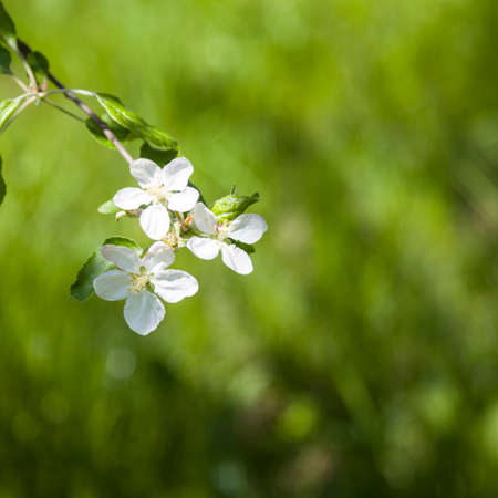 Branches of a blossoming apple tree in spring dayの写真素材