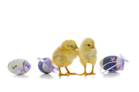 Chickens and easter eggs isolated on white backgroundの写真素材