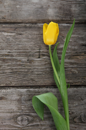 Bouquet of yellow and red tulips on a wooden backgroundの写真素材