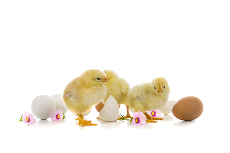 Yellow chickens and eggs isolated on a white backgroundの写真素材