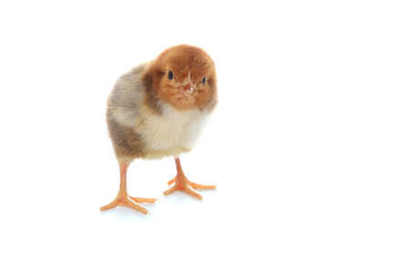 Brown chicken isolated on a white backgroundの写真素材