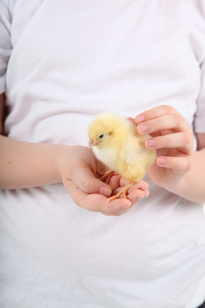 Child holding a chicken on a white backgroundの写真素材