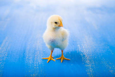 Yellow chicken on a blue wooden backgroundの写真素材