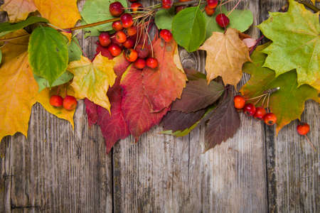 Autumn maple leaves and apples on an old wooden background