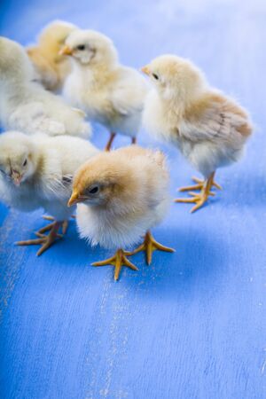Fluffy little yellow chickens on a blue wooden background. Card for Easter.の写真素材