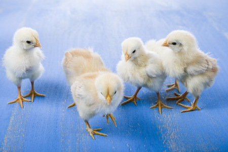 Fluffy little yellow chickens  on a blue wooden background. Card for Easter.の写真素材