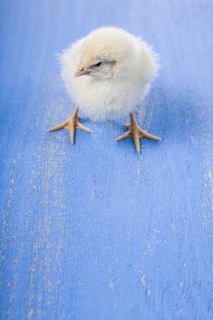 Fluffy little yellow chicken  on a blue wooden background. Card for Easter.の写真素材