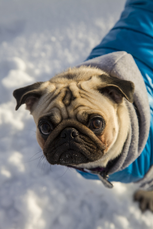 Pug dog walking in winter. Dog dressed in blue overalls. Bright frosty winter day in the countryside.の写真素材