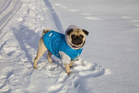 Pug dog walking in winter. Dog dressed in blue overalls. Bright frosty winter day in the countryside.の写真素材