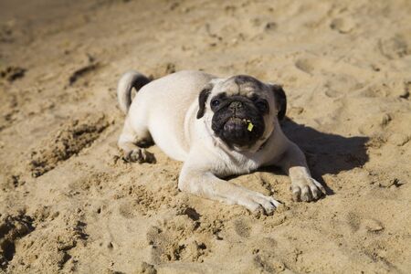 Dog pug walks on the sandy beach near the river on a clear summer day.の写真素材