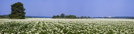 Panorama. Blooming potato field on a sunny summer day. Agriculture, cultivation of vegetables.の写真素材