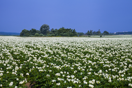Blooming potato field on a sunny summer day. Agriculture, cultivation of vegetables.の写真素材