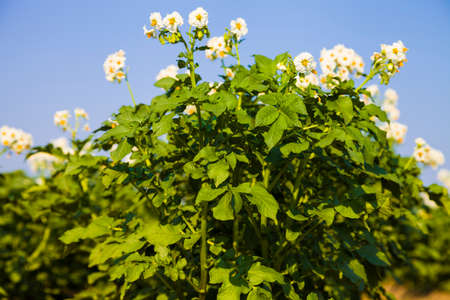 Flowering potatoes on a  field close-up. Agriculture, cultivation of vegetables.の写真素材