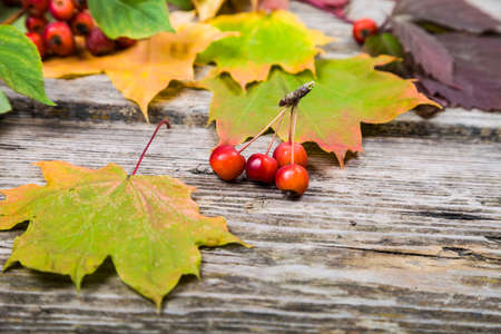 Autumn maple leaves and apples on an old wooden background