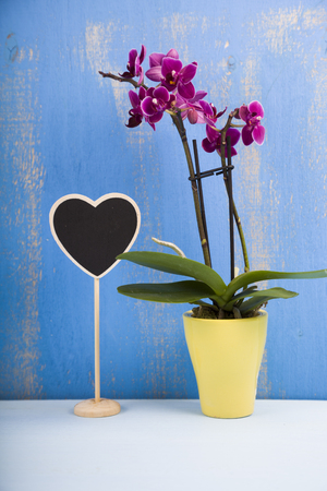 Orchid (Phalaenopsis ) and heart on a blue wooden background close-upの写真素材